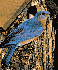 Bluebird