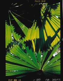 Pandanus Palm.jpg 11.085K